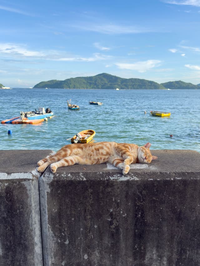 岛上的猫