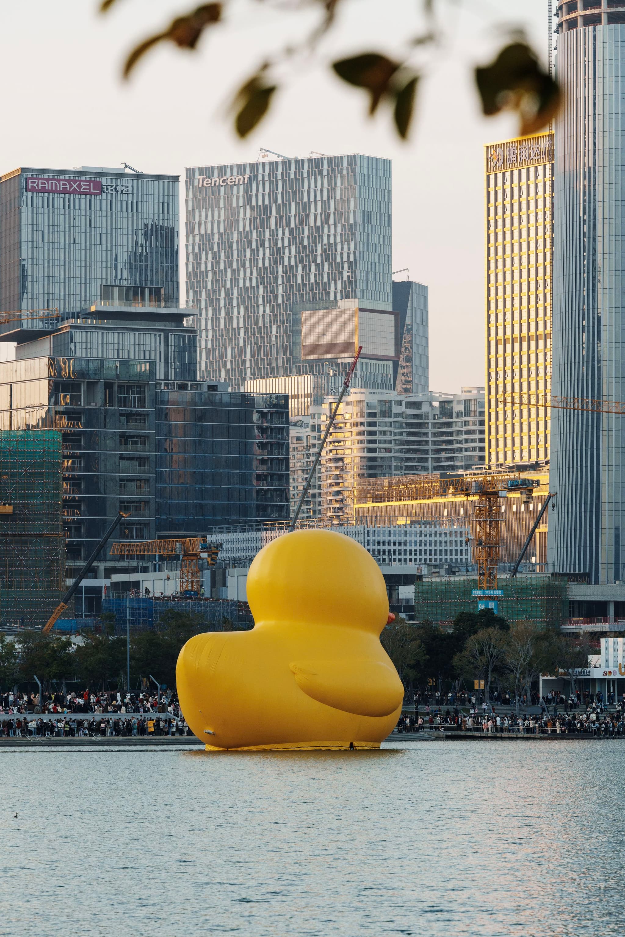 深圳湾公园的大黄鸭