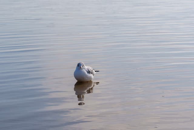 一只呆萌的海鸟