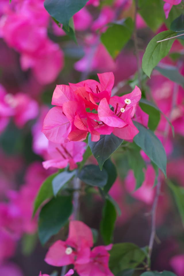 深圳市花三角梅