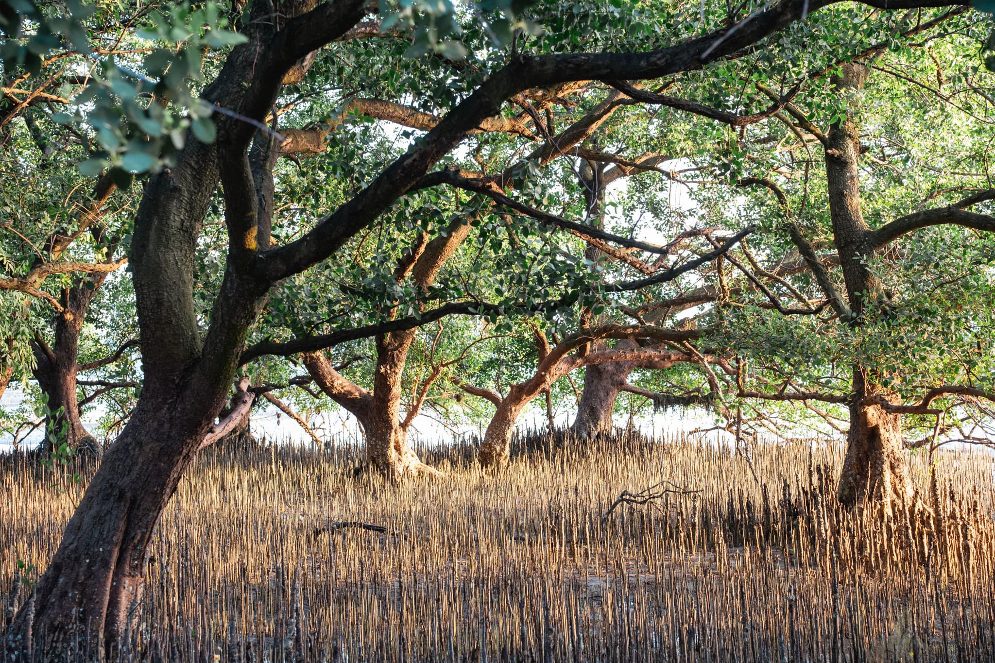 西湾红树林公园树木