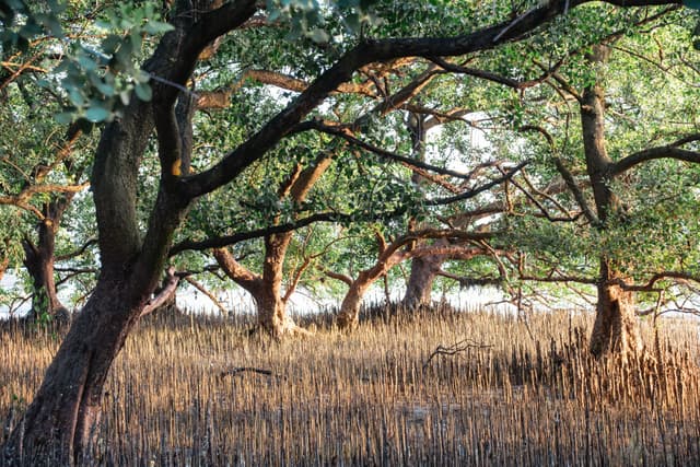 西湾红树林公园树木
